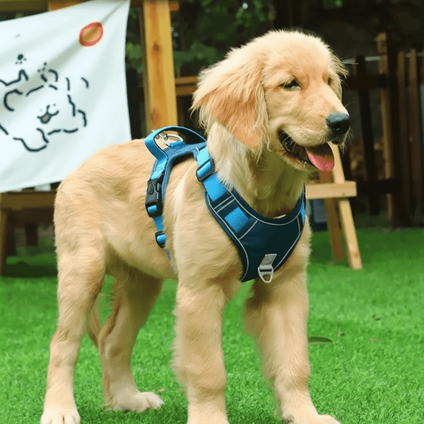 Vest style dog harness comfort control and safety dog wearing harness hero